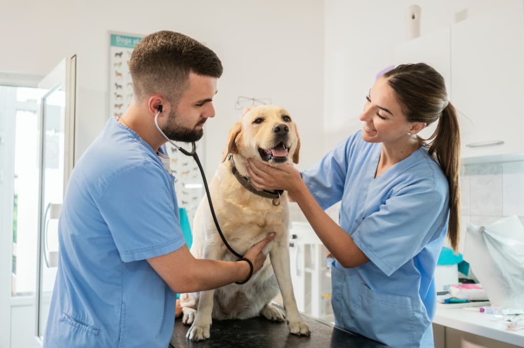 Veterinaria